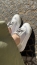 TÊNIS FEMININO BY BRAVA FLATFORM CASUAL BRANCO